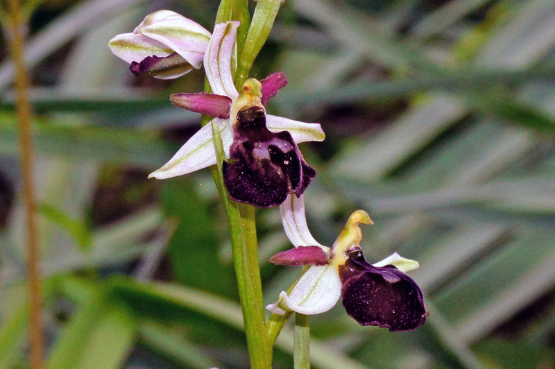 Orchidee da identificare